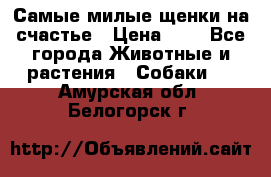 Самые милые щенки на счастье › Цена ­ 1 - Все города Животные и растения » Собаки   . Амурская обл.,Белогорск г.